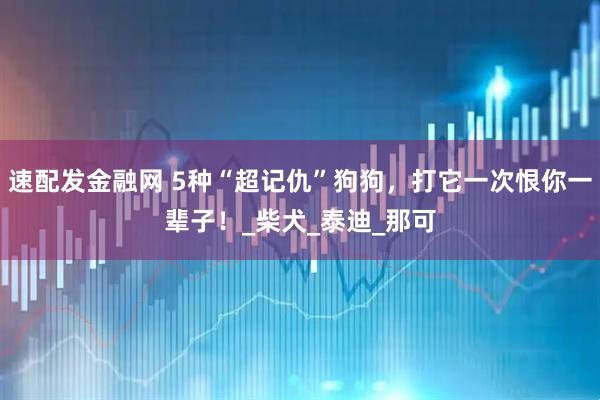 速配发金融网 5种“超记仇”狗狗，打它一次恨你一辈子！_柴犬_泰迪_那可